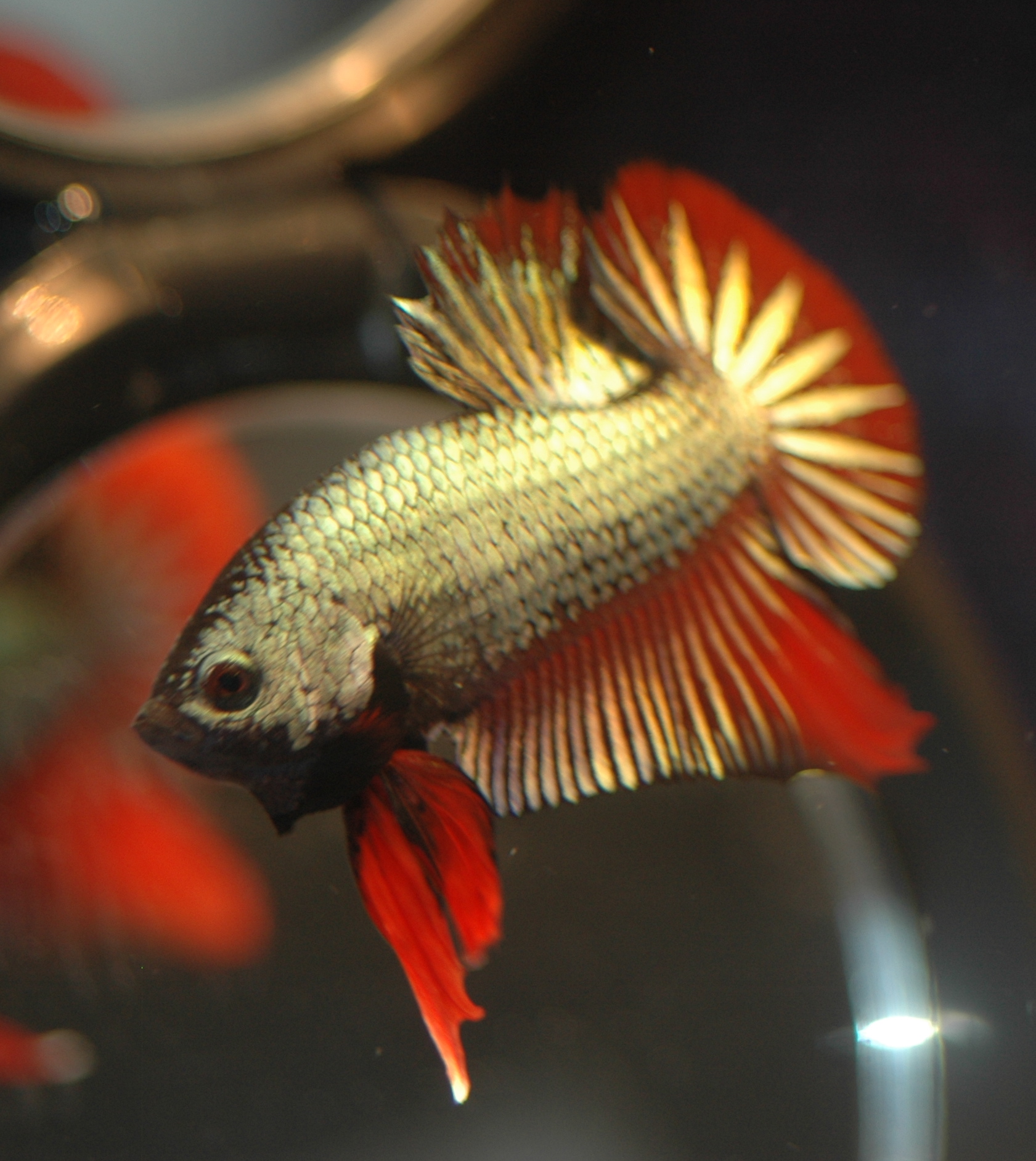 a goldfish with long, thin, silver fins