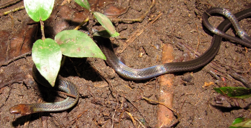 a snake and two other snakes on the ground