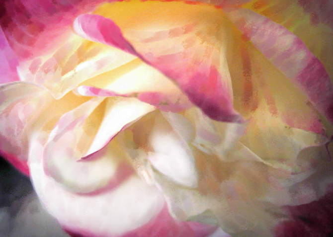 a colorful rose has a blurry look