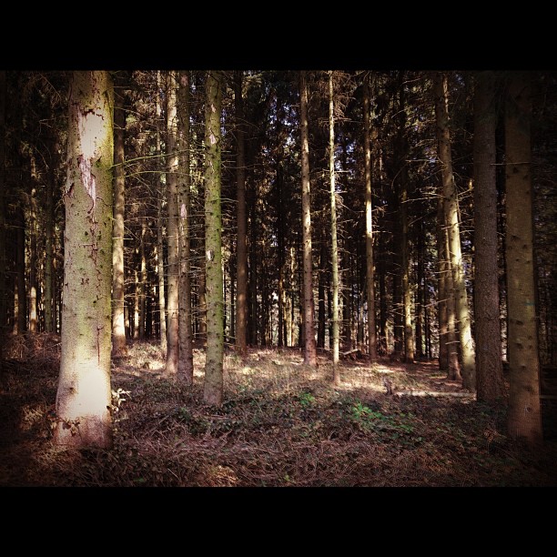 sunbeams in a grove with lots of trees