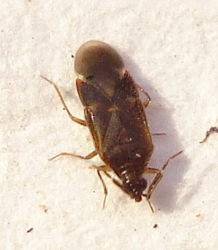 a bed bug with no head standing on the side of a bed