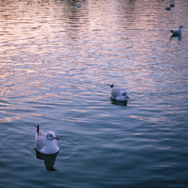 a couple of seagulls swimming in a lake