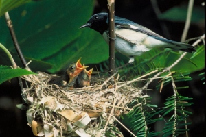 two birds are sitting on top of a nest