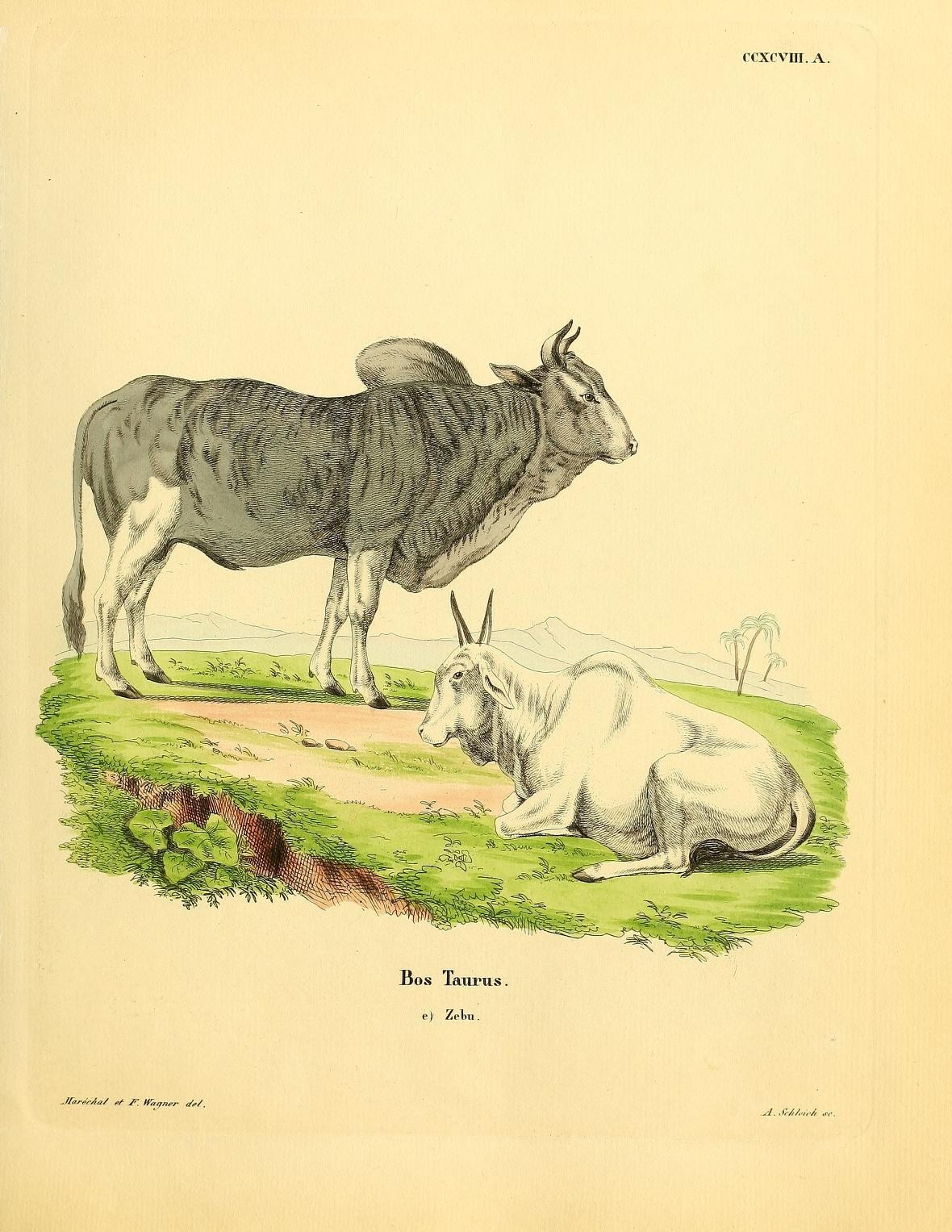 a donkey with it's mother lying down