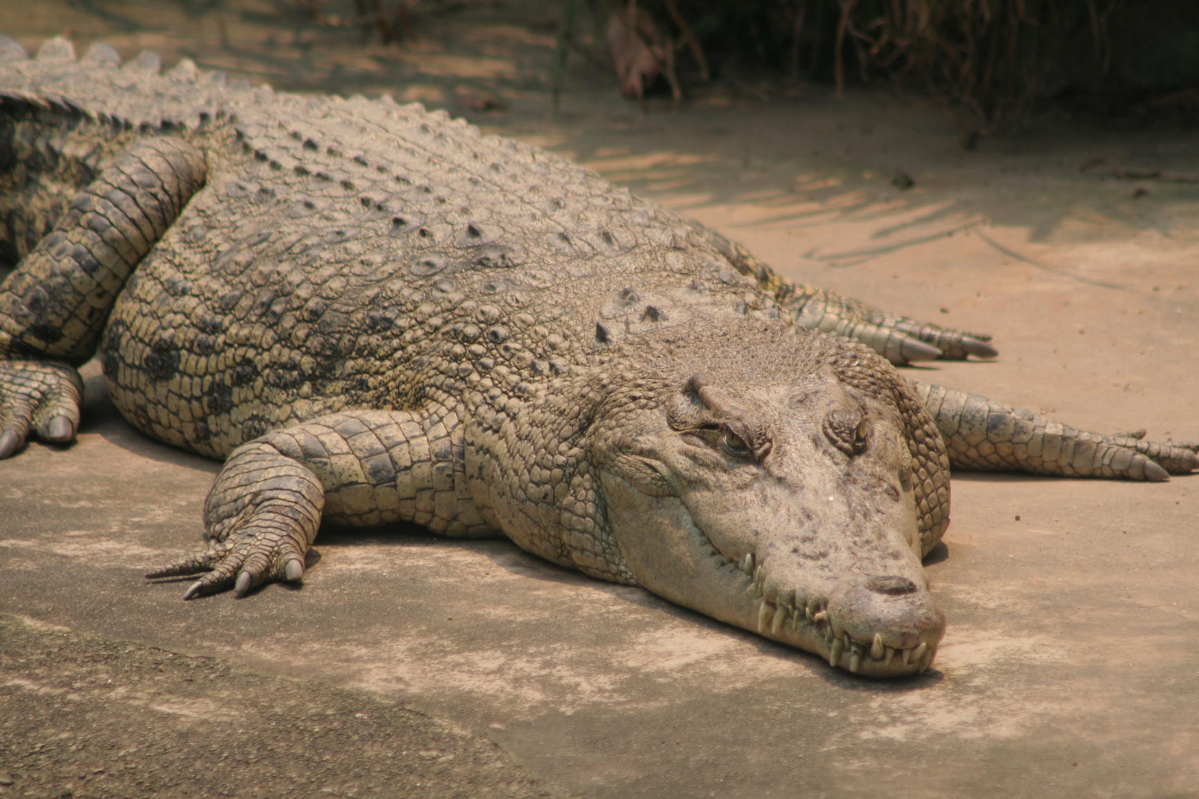 an alligator laying on a cement slab during the day