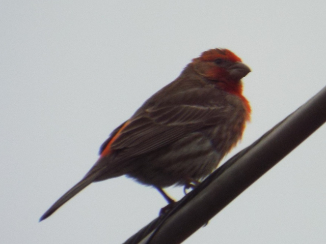 a red and grey bird standing on the top of an electric pole