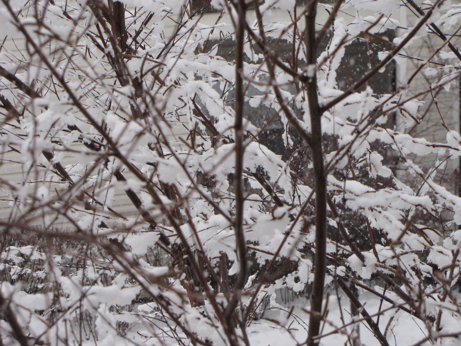 birds in the tree are all covered in snow