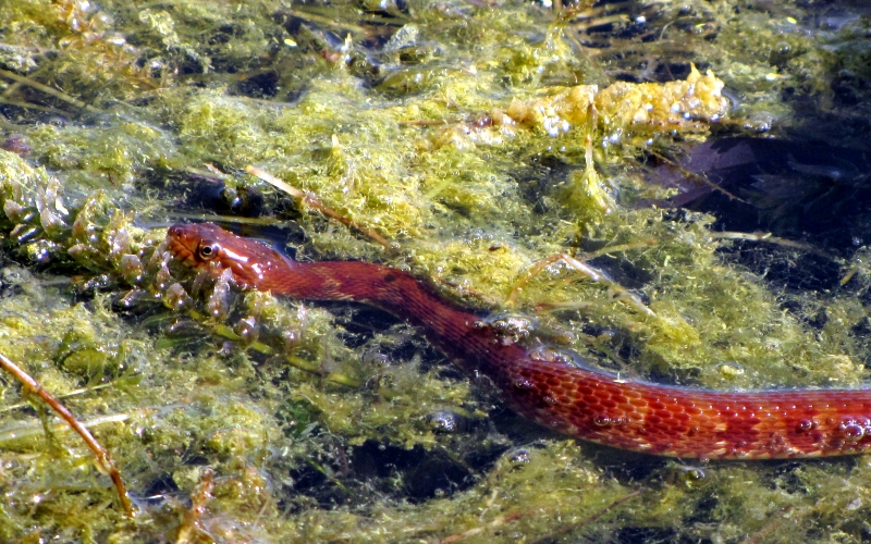 there is a long red worm crawling in some water