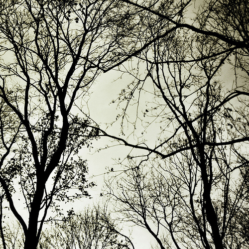 trees against the sky in silhouette with no leaves