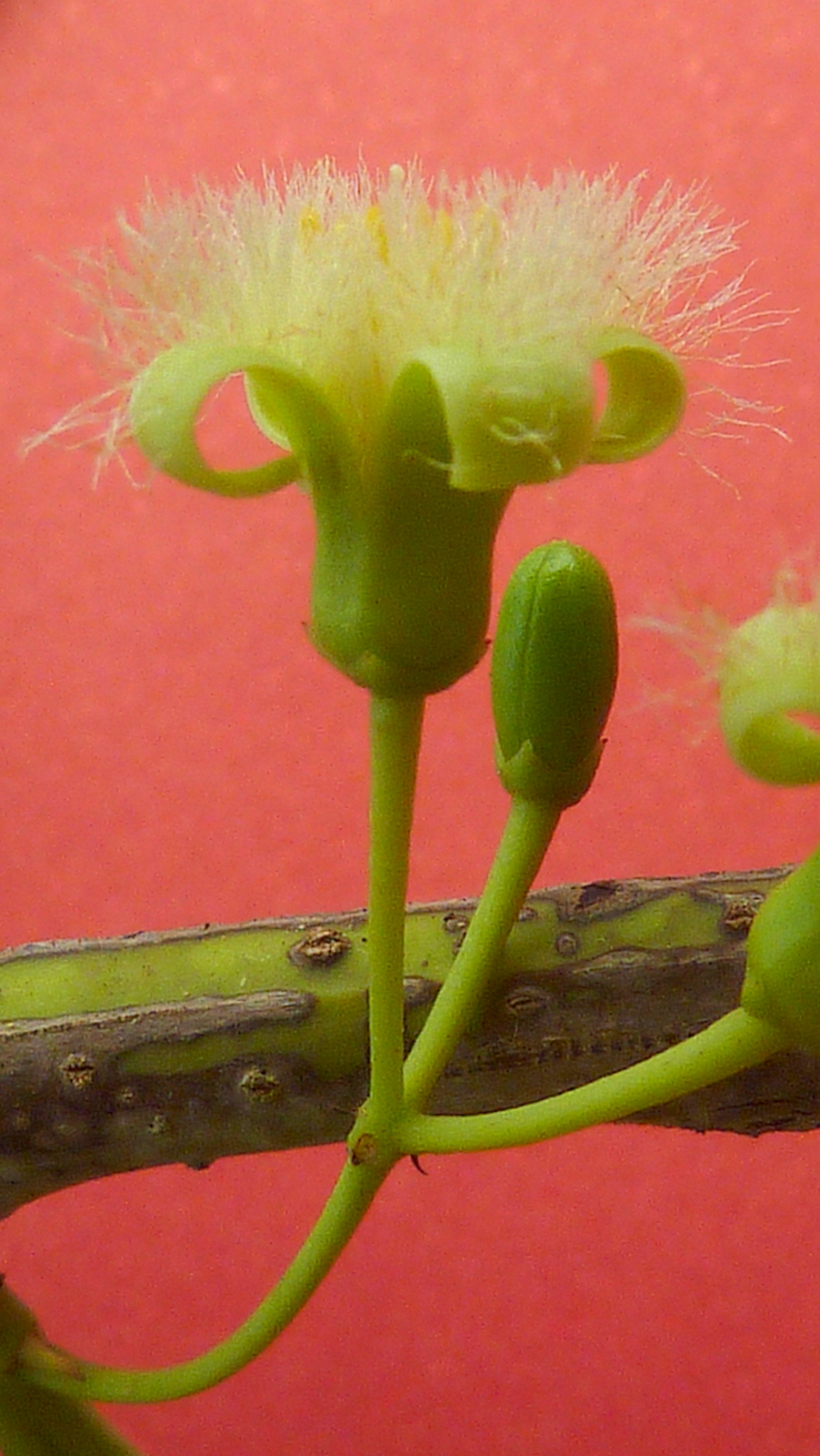 flower heads with white stips, from above, on a nch