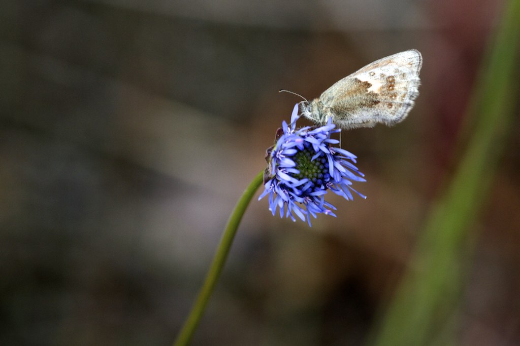 a white erfly on blue flower in the woods