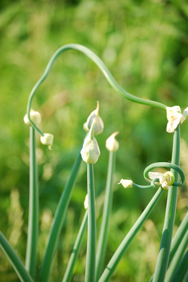 closeup of some white flowers with long green stems