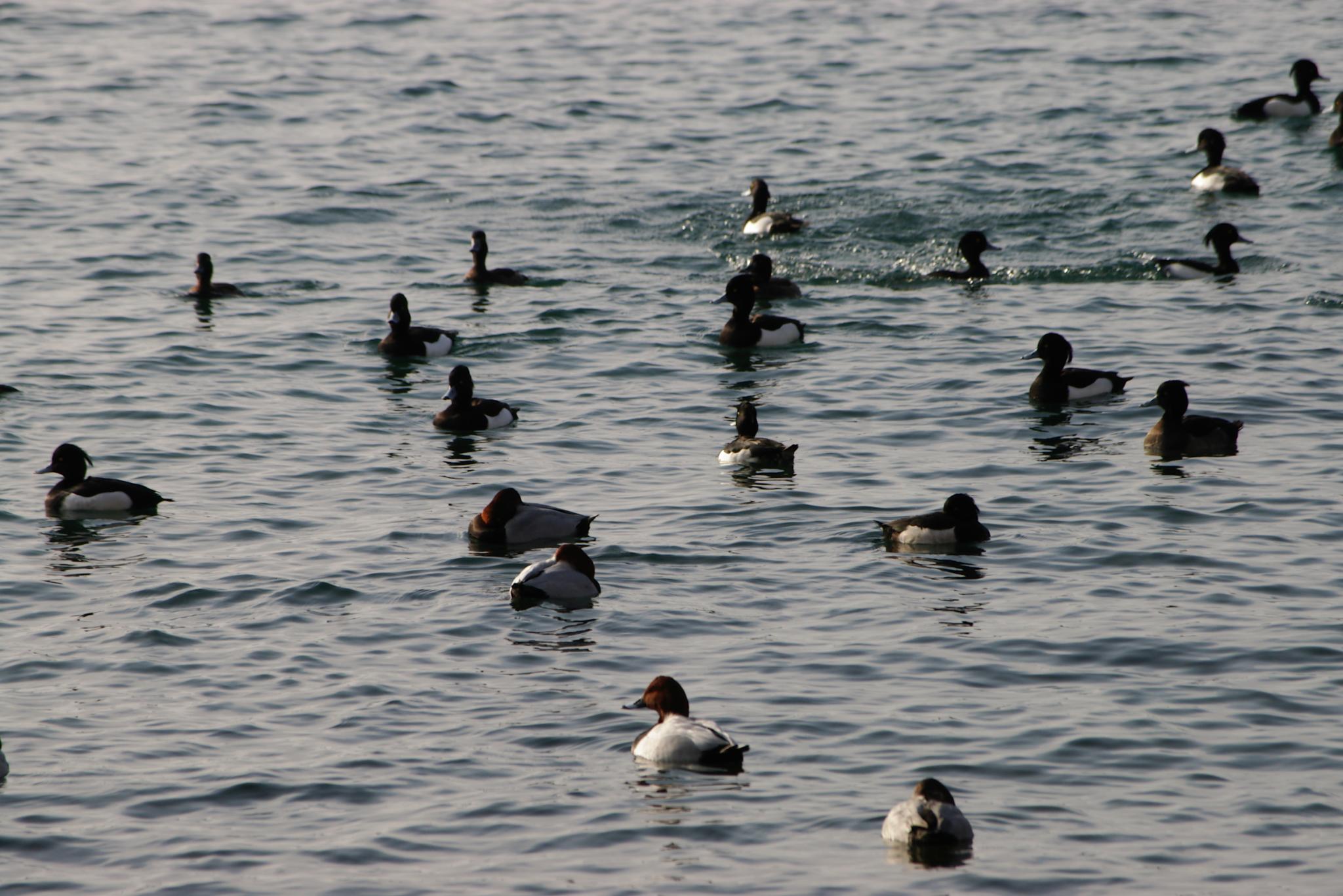 the group of ducks swim in the water