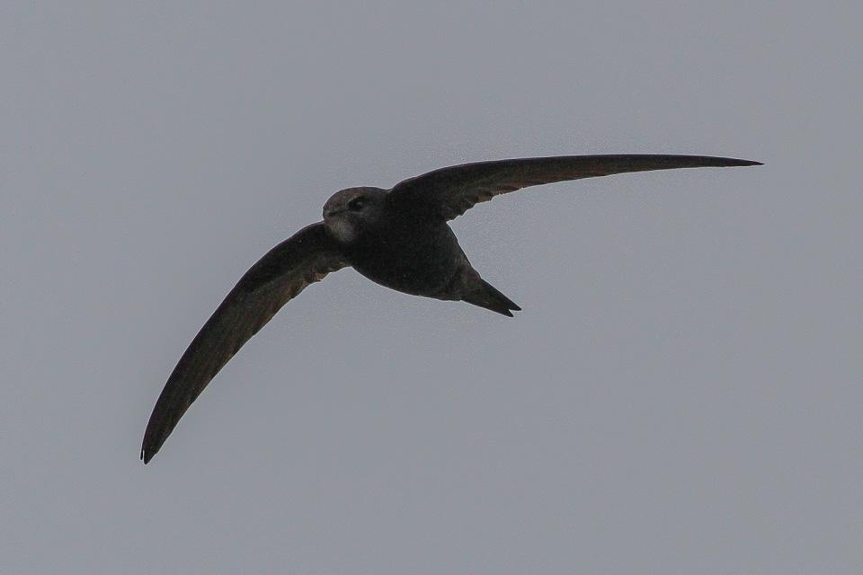 a bird flying in the air with it's wings spread