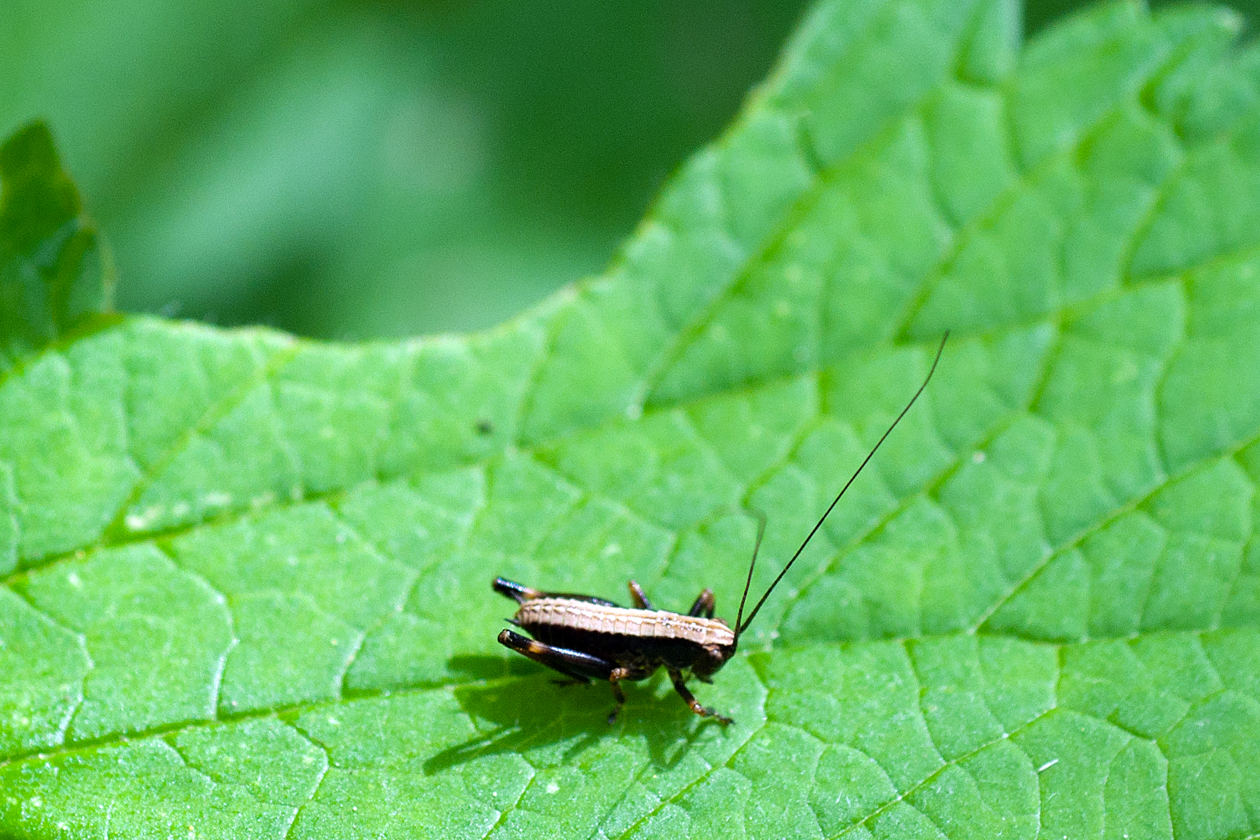 a bug is standing on the surface of a leaf