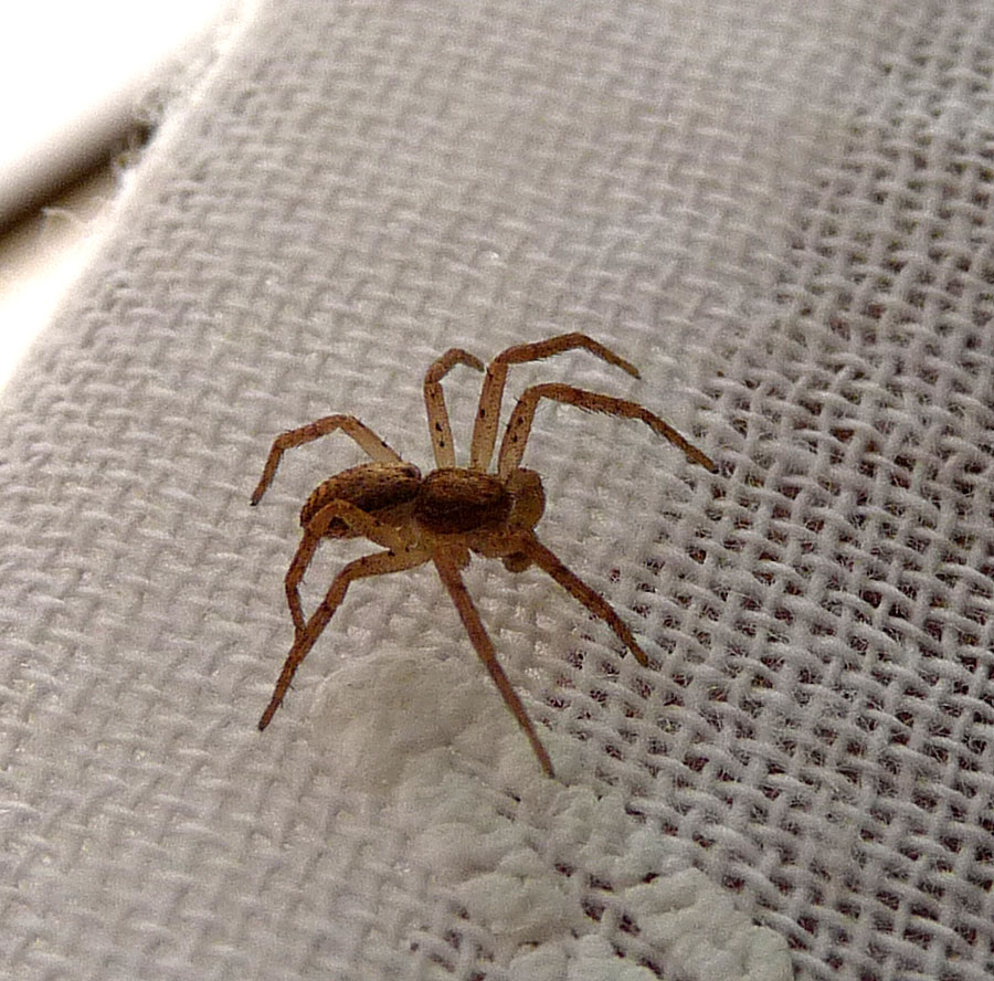 a spider crawls through the bed sheet
