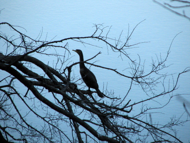 a couple of black birds sitting on top of a tree nch