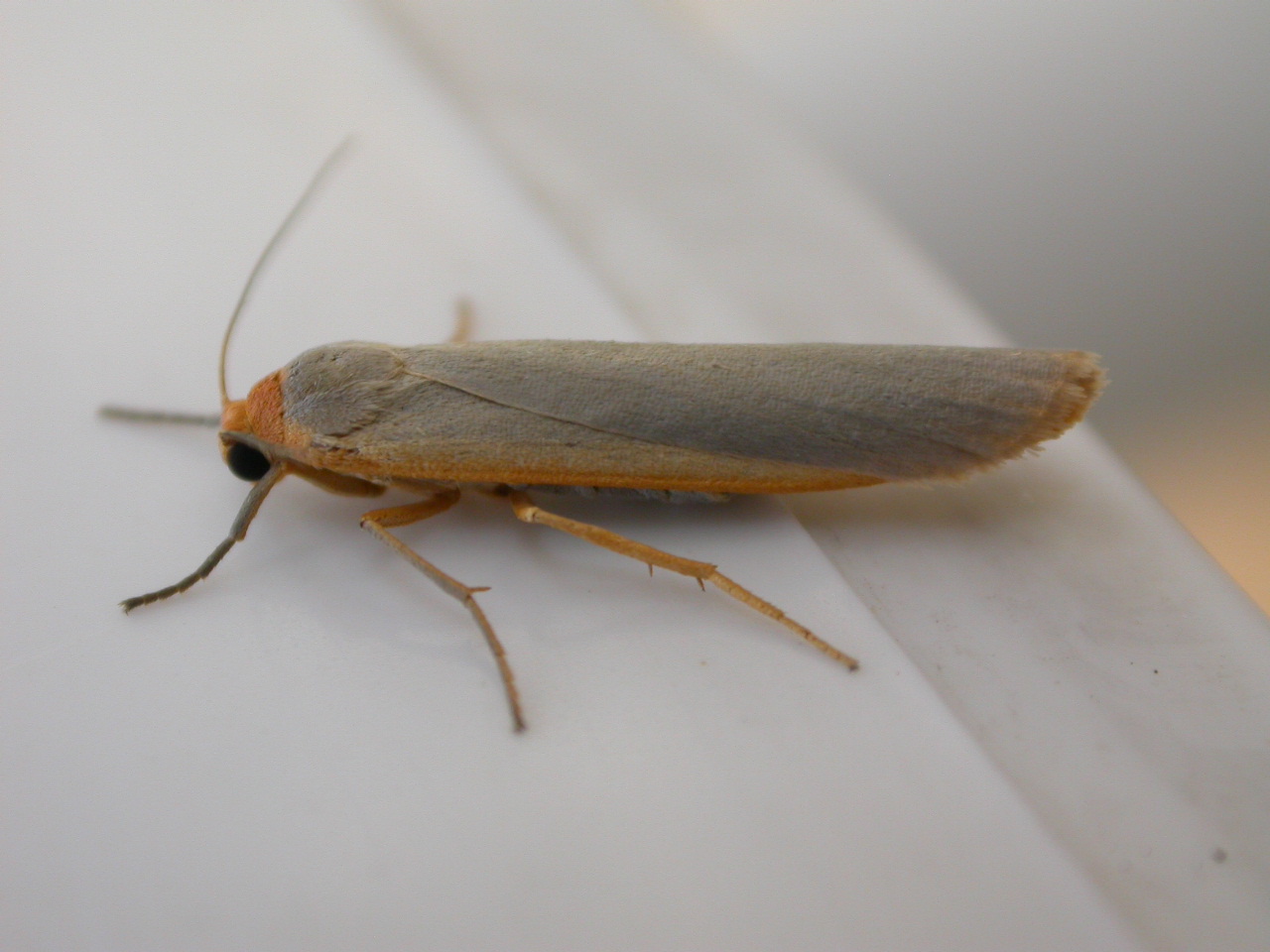 a close up of a small brown insect on a white wall