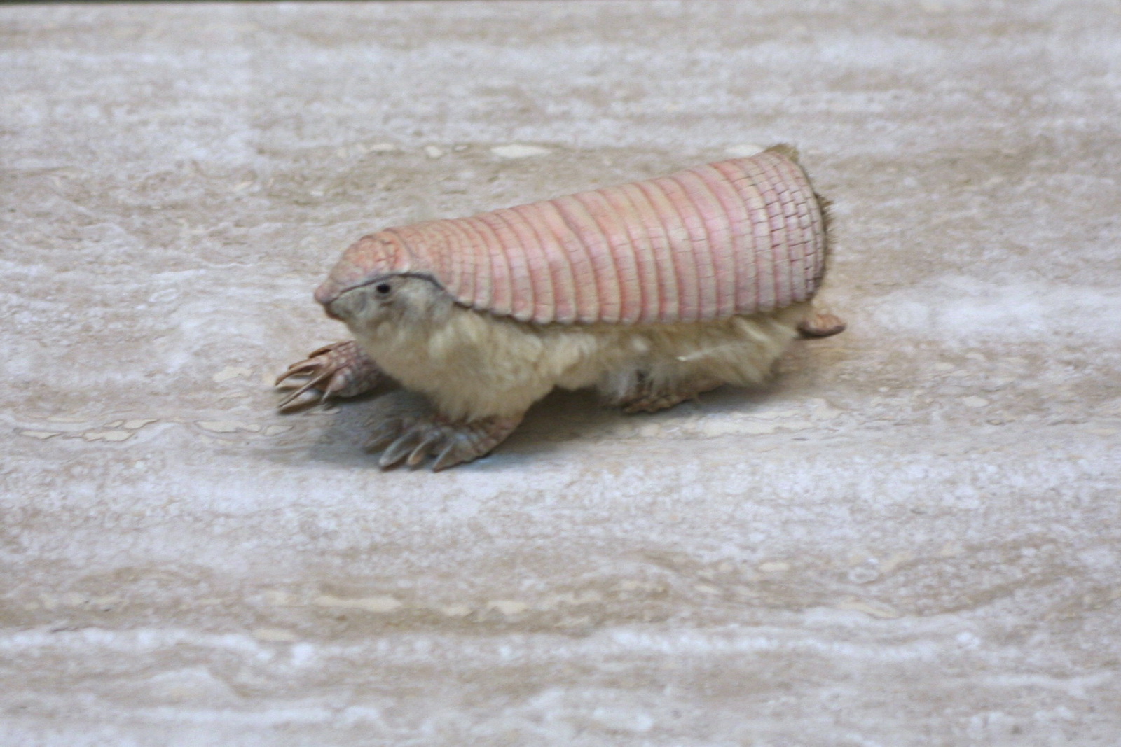 an insect with a pink, wavy, and white tail