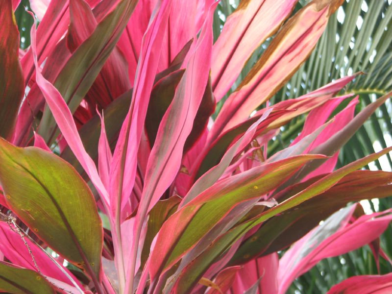 closeup of pink tropical foliage and green leaves