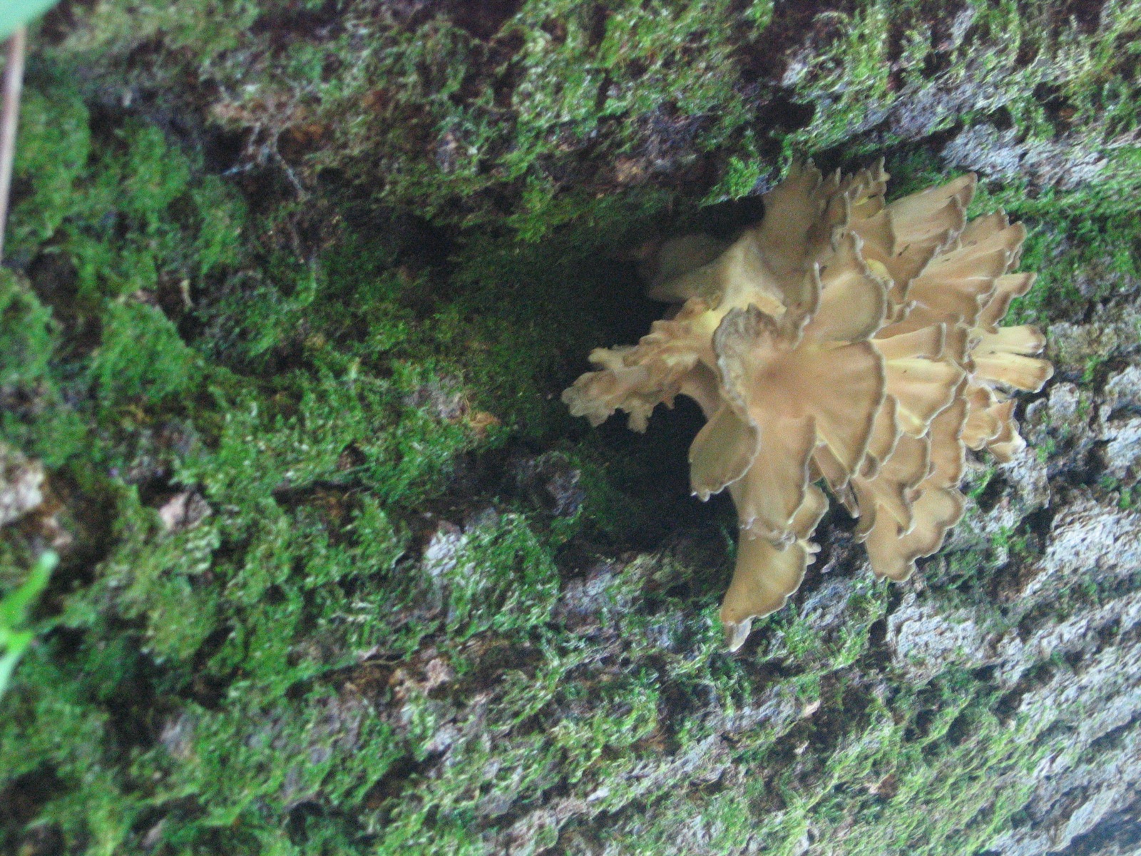 a large mushroom is growing on a tree