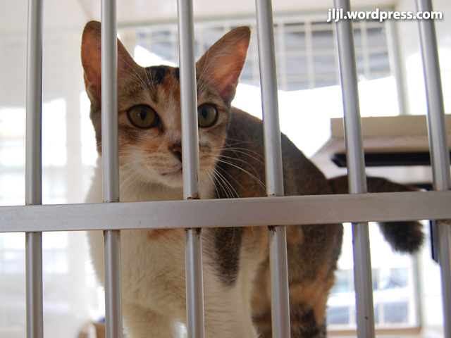 a cat behind bars in a cage looking into the camera
