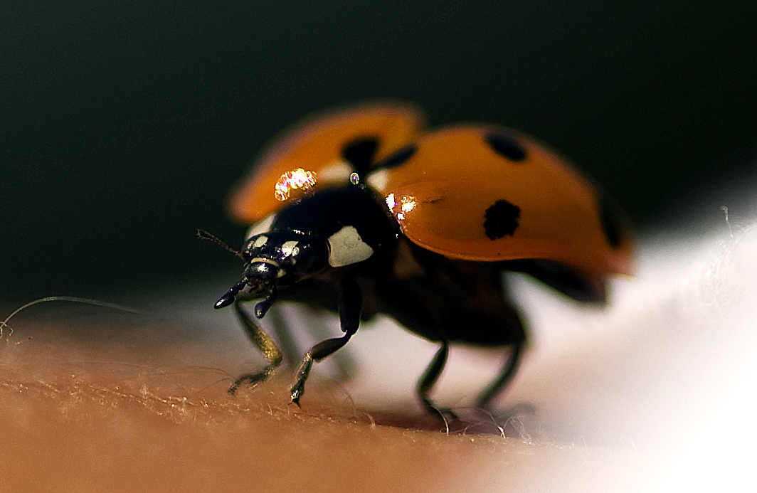 a close up of a beetle on a person's arm
