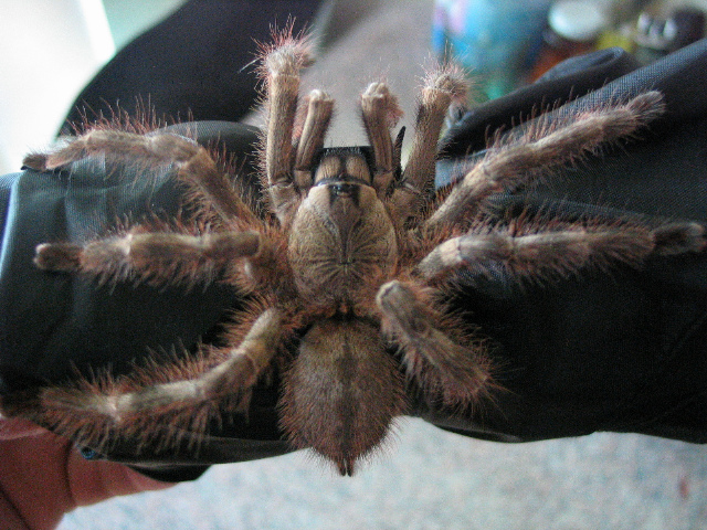 the large spider is sitting on top of a persons wrist