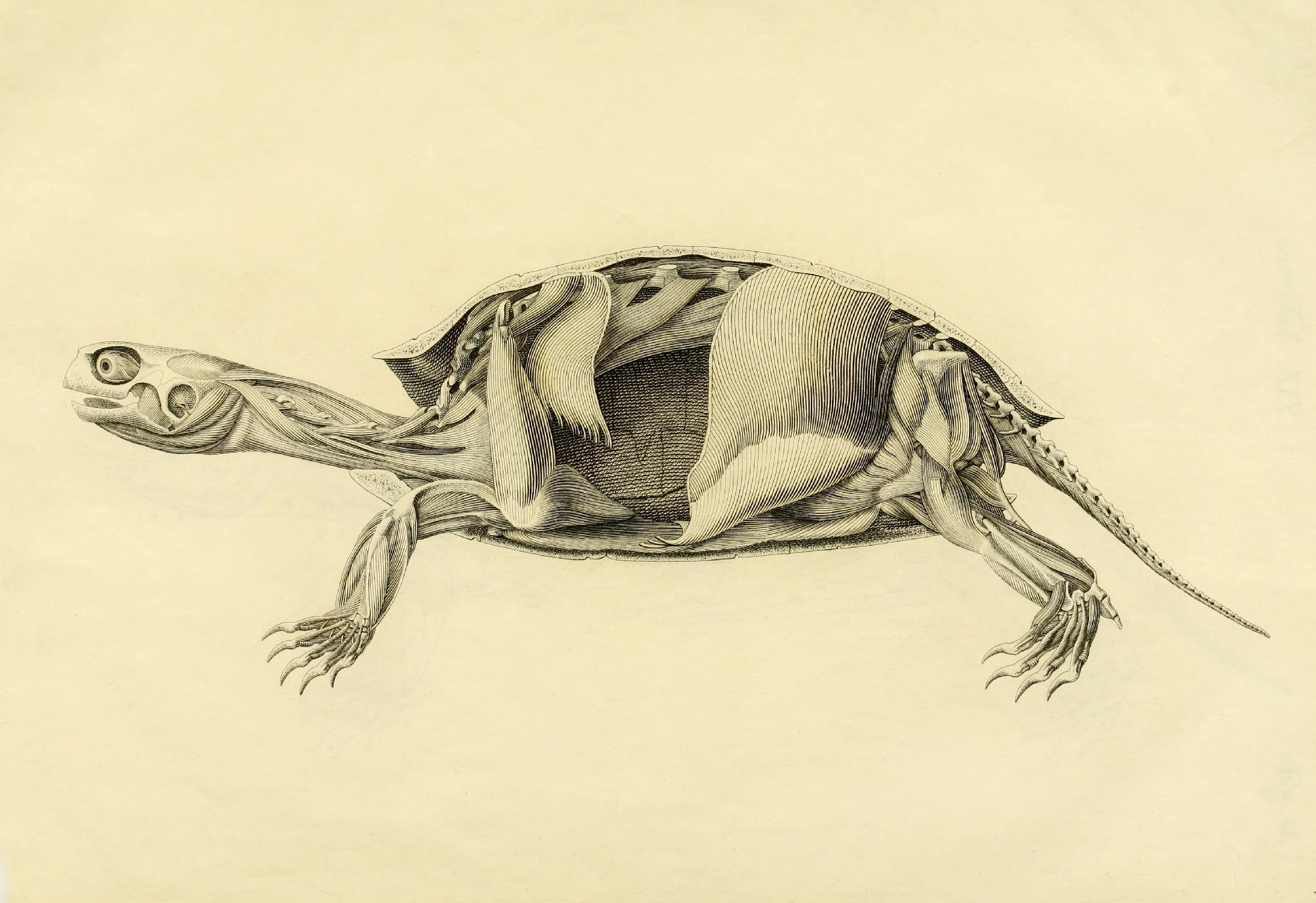 a black and white drawing of a turtle with an upside down neck
