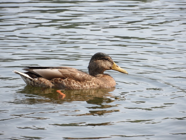a duck sitting in the water next to a orange fish