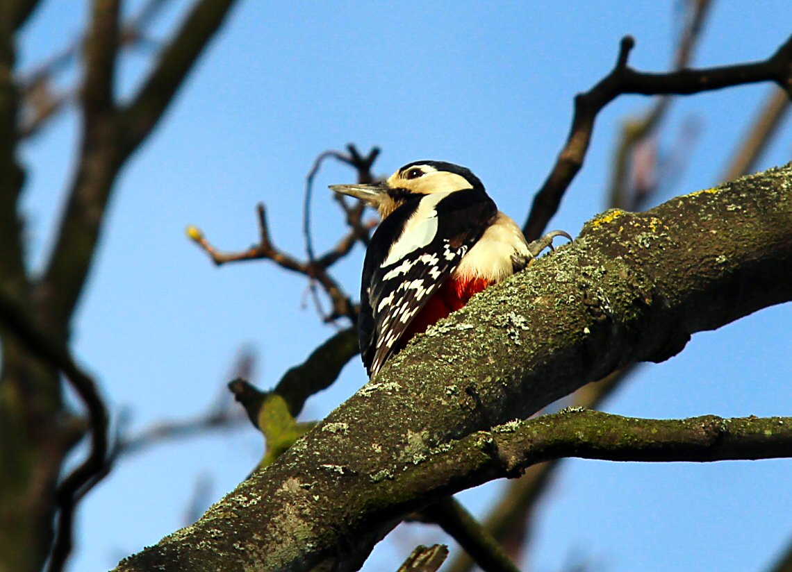 a large woodpecker is sitting on the nch of a tree