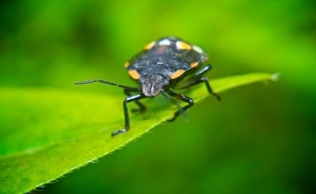 a bug is perched on top of a leaf