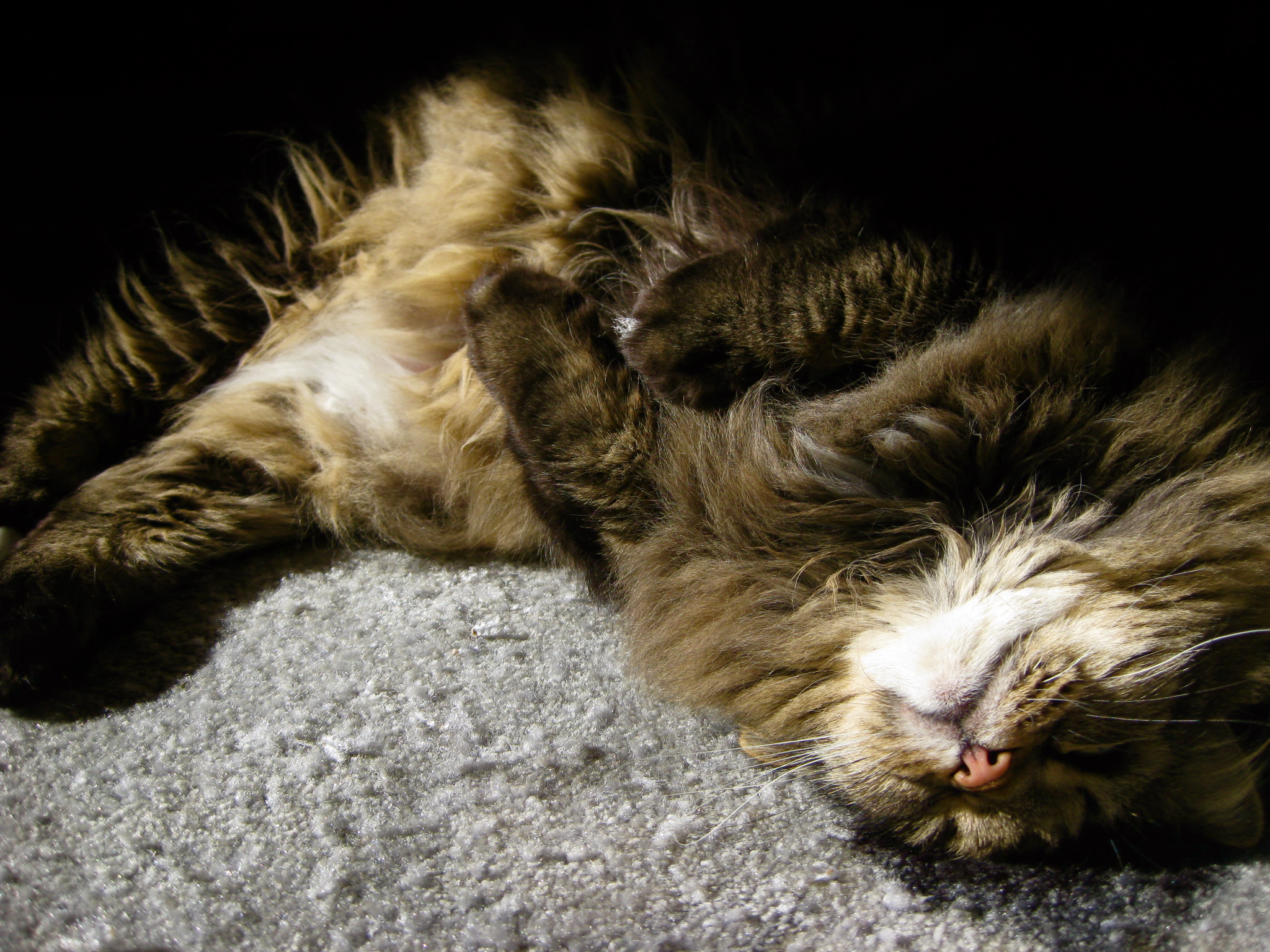 a fluffy cat sleeps on its back as it lies