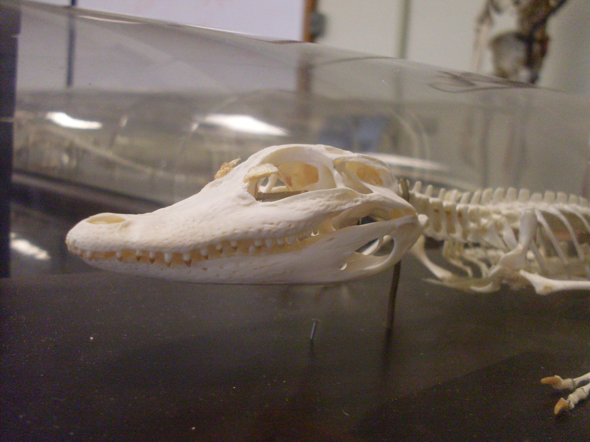 an adult alligator skeleton in a museum display