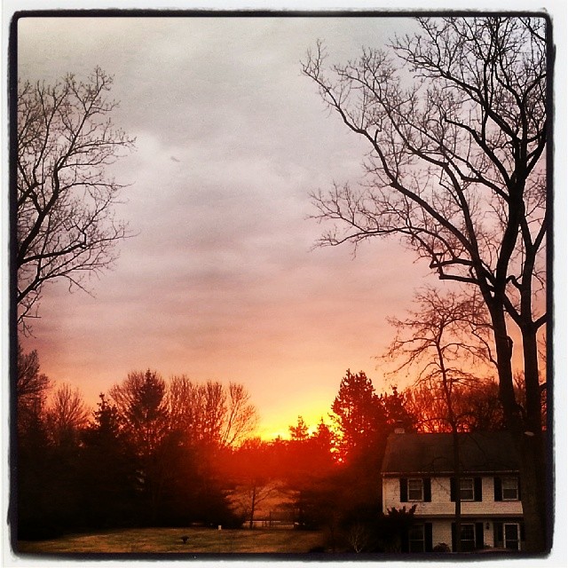 the setting sun in the distance behind a silhouette of trees