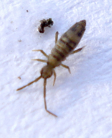an adult and young termites standing in the snow