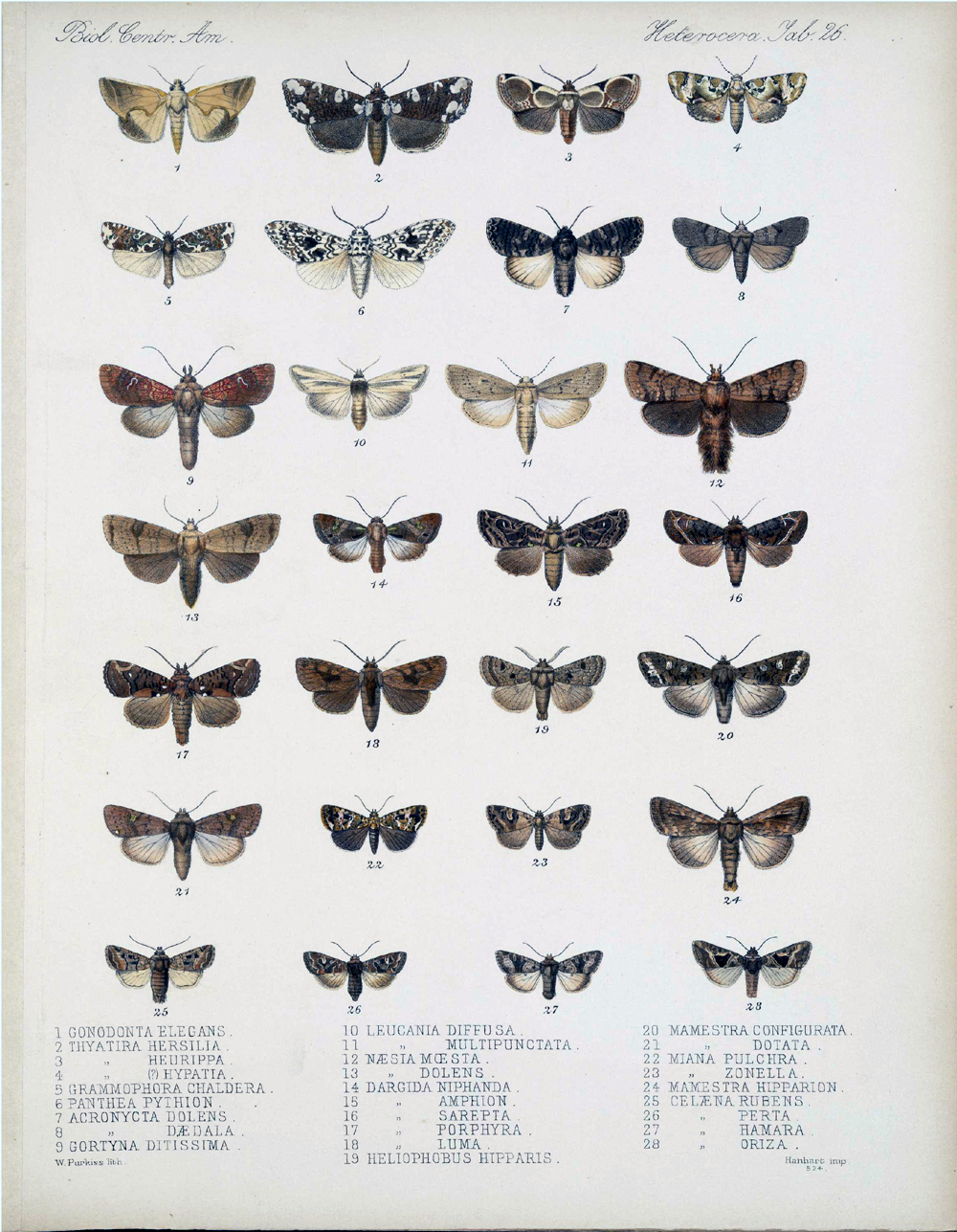 an antique poster of moths with the names in multiple languages