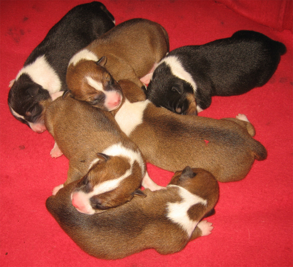 six puppies huddled together on a red blanket