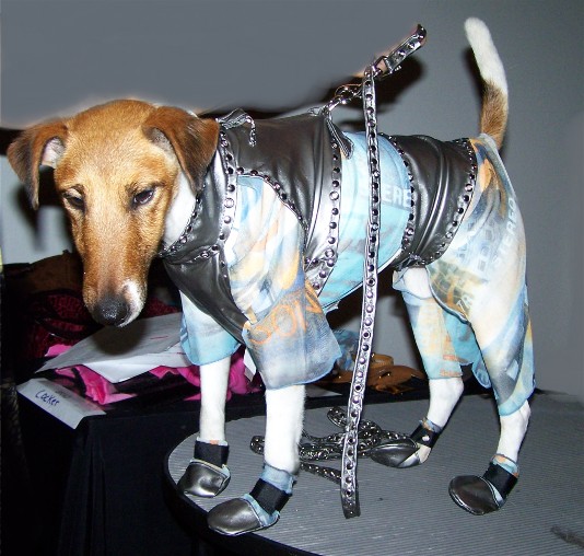 a dog dressed in a leather jacket and boots