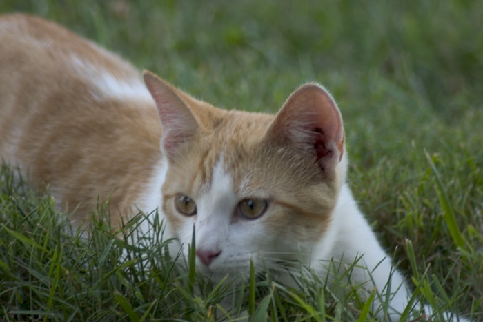 an orange cat laying in the grass next to a small bird