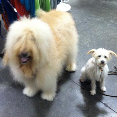 a small white dog standing next to a bigger white dog