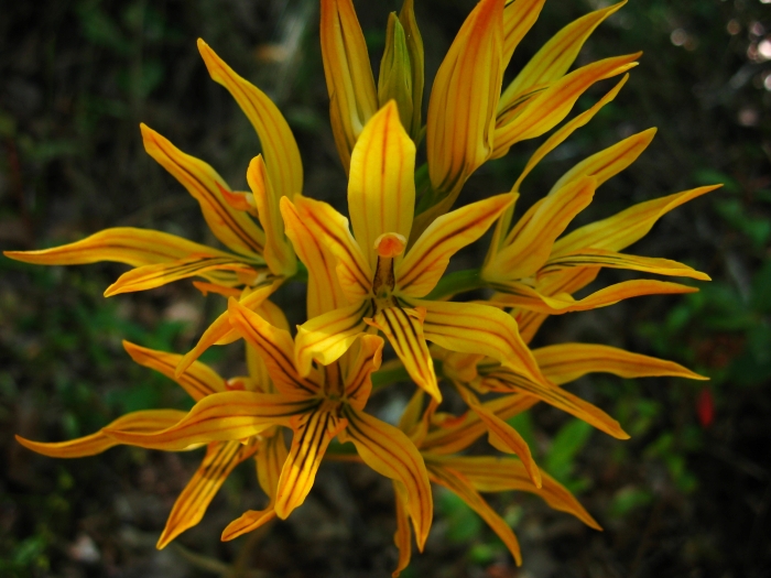 close up of yellow flowers blooming near the forest