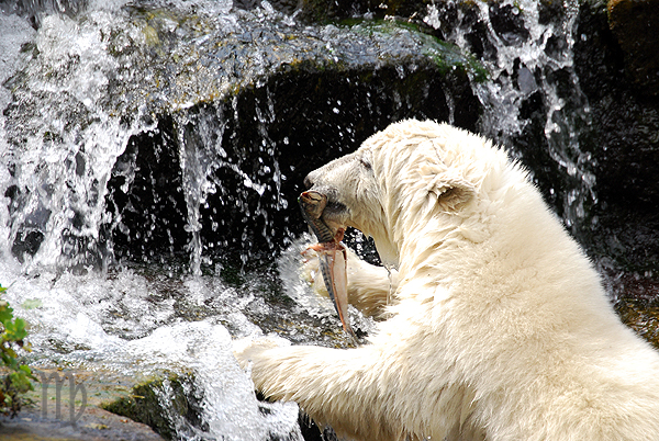 a large white polar bear standing near a waterfall