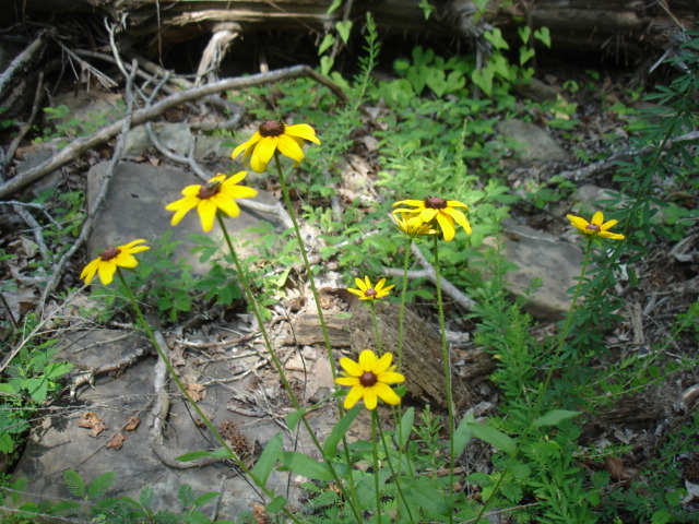 yellow flowers grow along a rocky road side