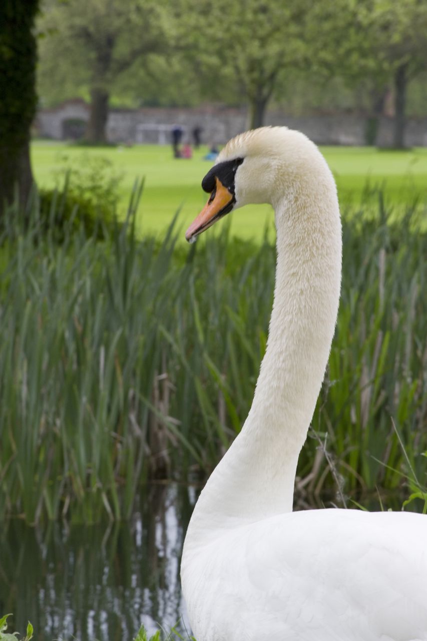 a white swan is by the water and bushes