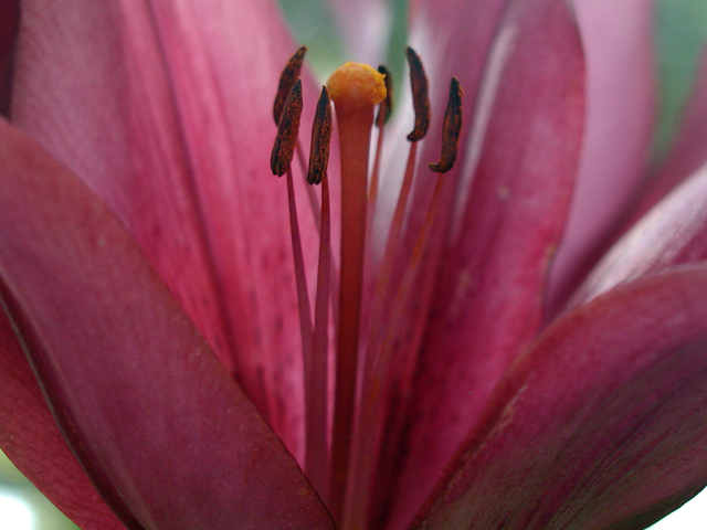 a closeup of the center of a pink flower