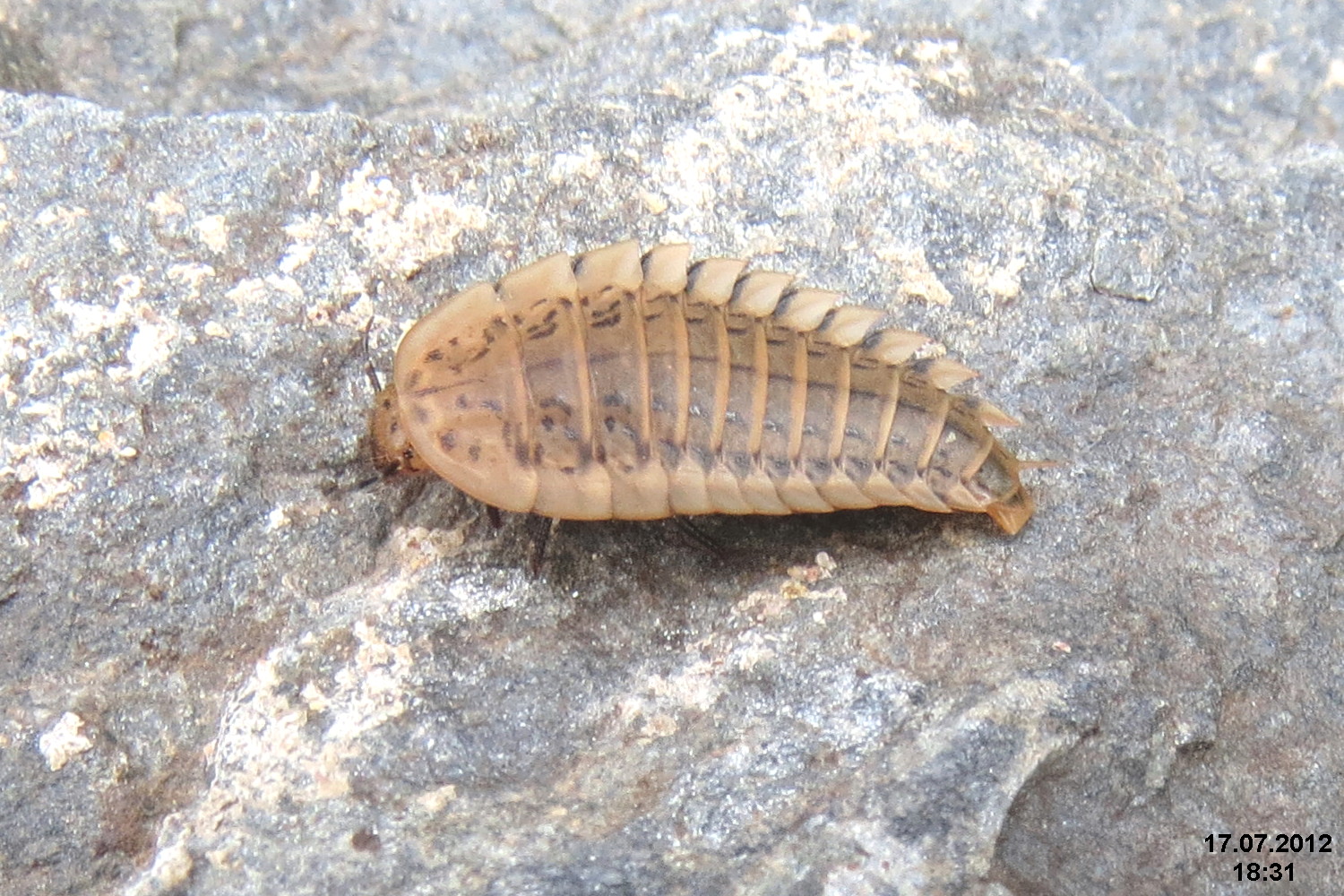 a very large caterpillar sits on the side of a stone