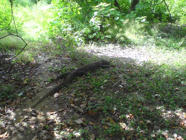 a large lizard lies in the shade in the woods