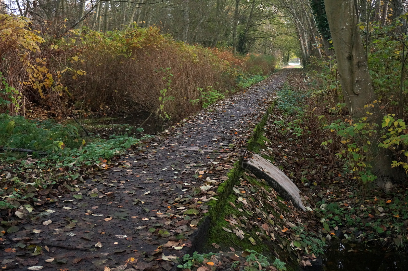 an image of an outdoor pathway in the woods