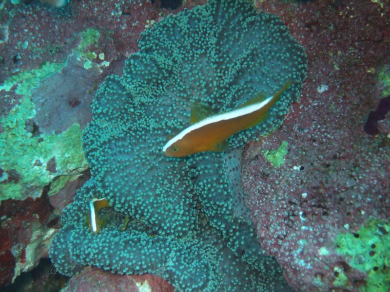 an ocean - covered with lots of small green and white corals